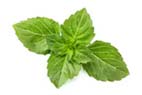This image has an empty alt attribute; its file name is basil-leaf-powder.jpg