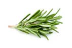 This image has an empty alt attribute; its file name is rosemary.jpg